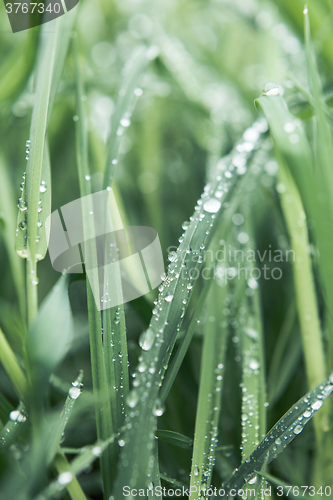 Image of Drops of dew on the grass