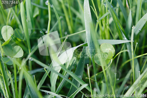 Image of Drops of dew on the grass