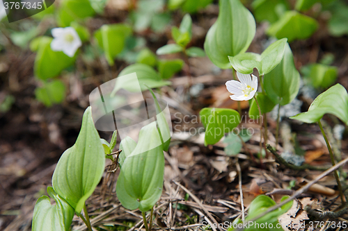 Image of White flowers 