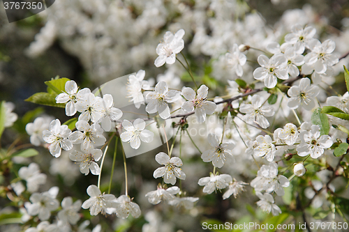 Image of White flowers 