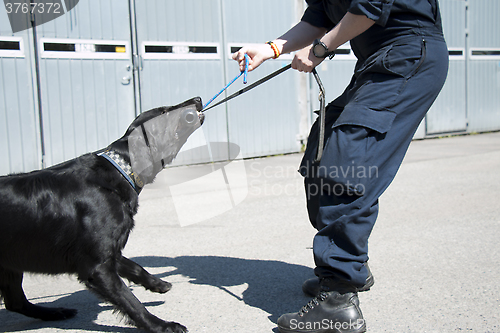 Image of K9 Training