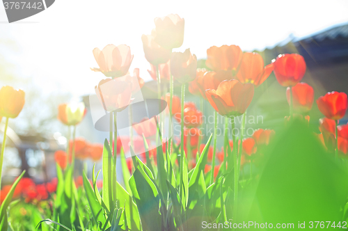 Image of Field of red colored tulips 