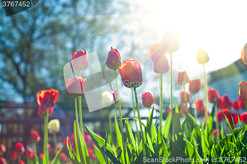 Image of Field of red colored tulips 