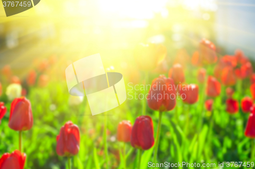 Image of Blurred background of red colored tulips