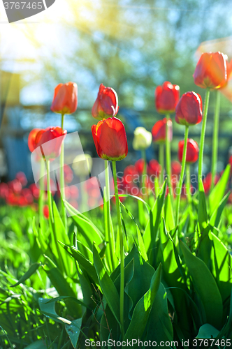 Image of Field of red colored tulips 
