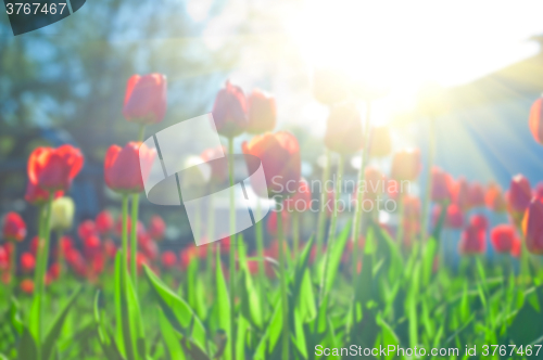 Image of Field of red colored tulips 