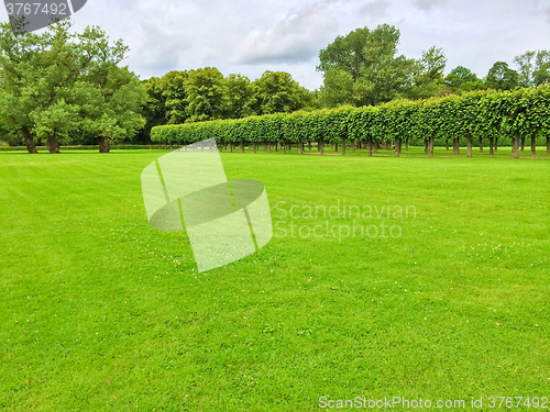 Image of Summer park with a row of linden trees