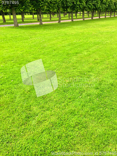 Image of Green lawn and alley with linden trees