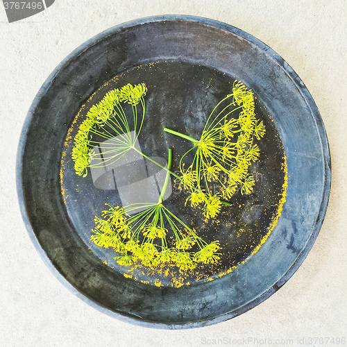 Image of Fresh dill flowers in a metal dish