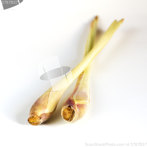 Image of Lemongrass