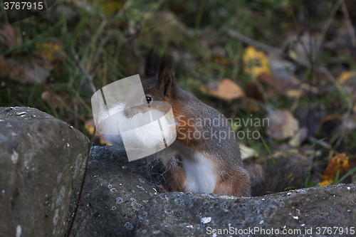 Image of collecting nest material