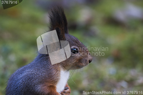 Image of squirrel