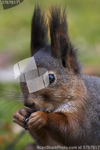 Image of squirrels face
