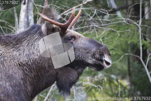 Image of moose bull