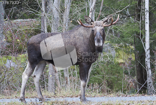 Image of moose bull