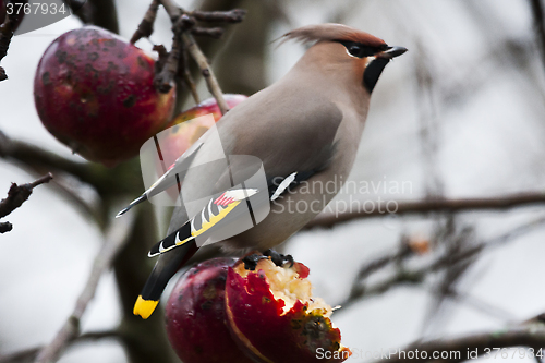 Image of bohemian waxwing