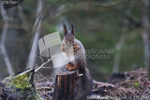 Image of red squirrel