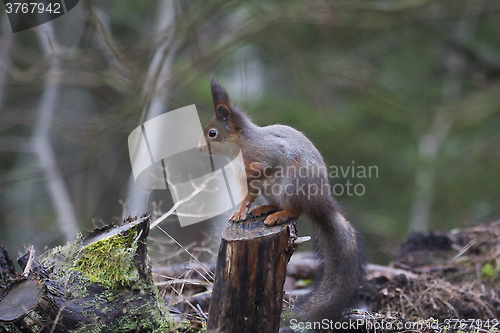 Image of red squirrel on stump