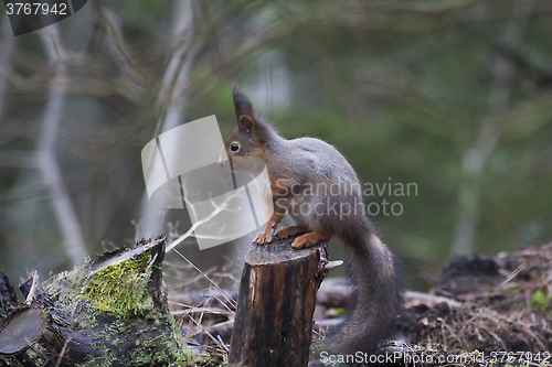 Image of red squirrel on stump