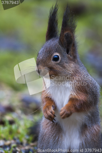 Image of red squirrel