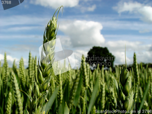 Image of wheat in the field