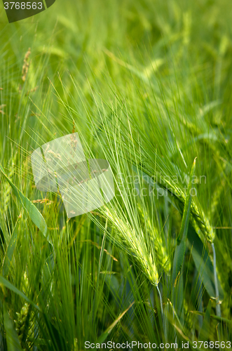 Image of young wheat on farm land 