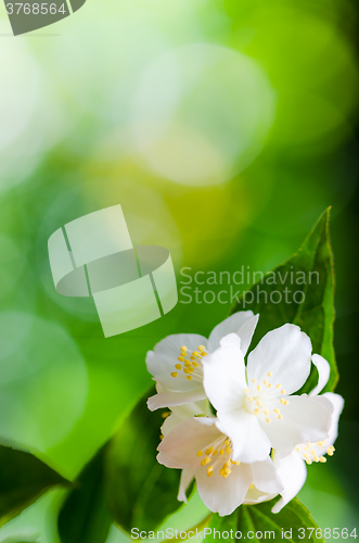 Image of Beautiful flowers of a jasmin, close up. 