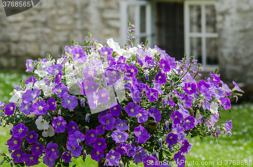 Image of Beautiful white and purple petunia flowers close up