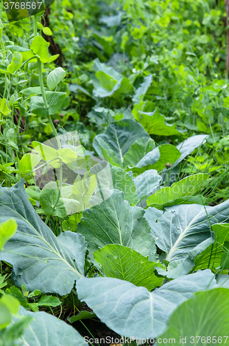 Image of A variety of plants and vegetables grown in the garden, close up