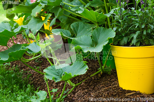 Image of A variety of plants and vegetables grown in the garden, close up