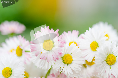 Image of Bouquet of small delicate daisy, close-up