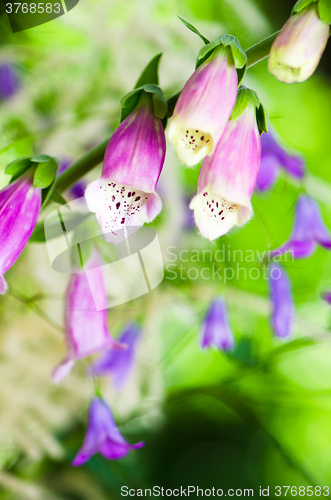 Image of Beautiful flowers purple Foxglove