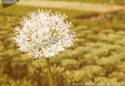 Image of Retro looking Ivory Queen flower