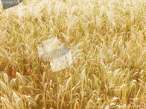 Image of Retro looking Barleycorn field