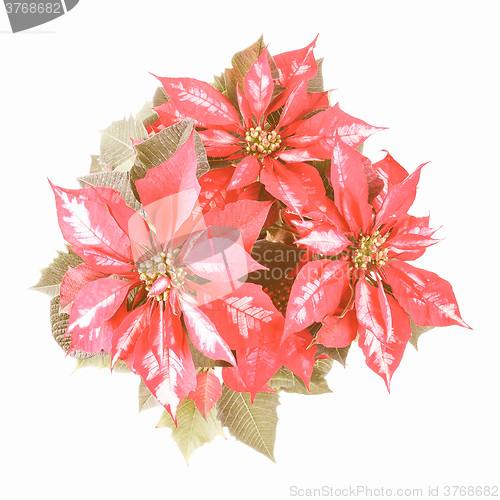 Image of Retro looking Poinsettia Christmas Star