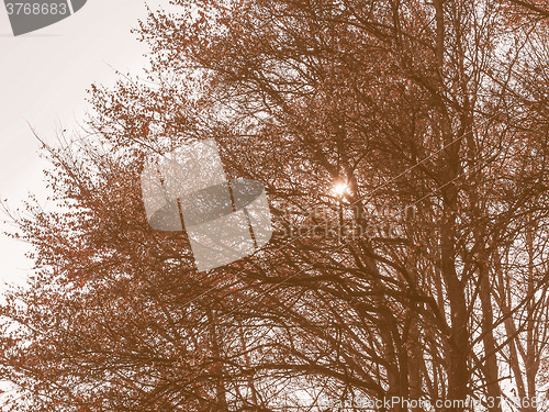 Image of Retro looking Sun behind the trees