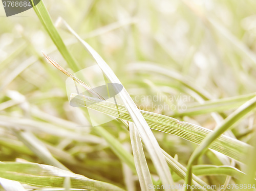 Image of Retro looking Grass meadow weed