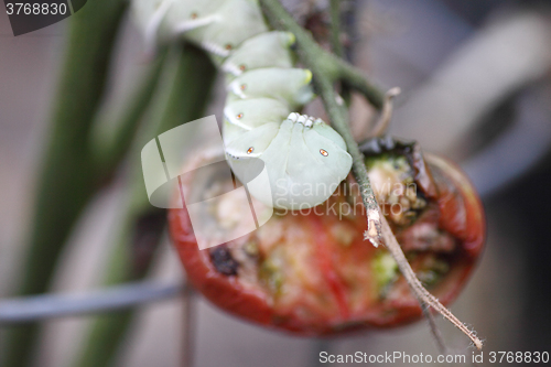 Image of Tomato worm next to plant damage