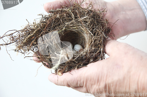 Image of Bird nest with eggs in hands of man