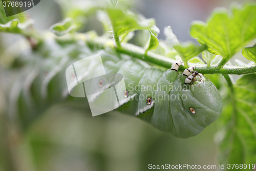 Image of Tomato worm on plant