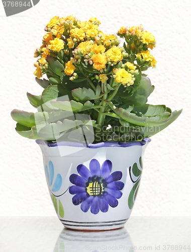Image of Kalanchoe Flower