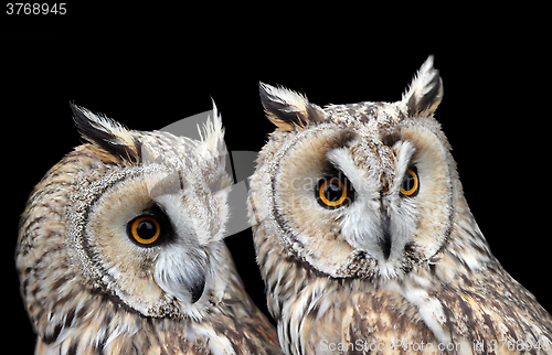 Image of Two Boreal Owls