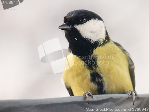 Image of Great Tit