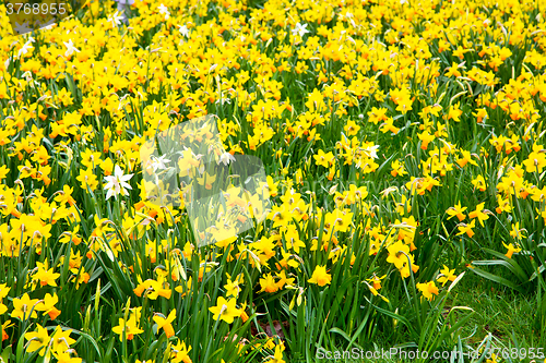 Image of  white in london yellow flower 