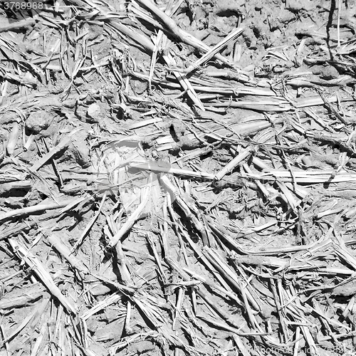 Image of cracked sand in morocco africa  macro hay