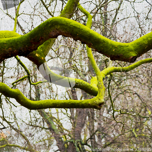 Image of park in london spring sky and old dead tree 