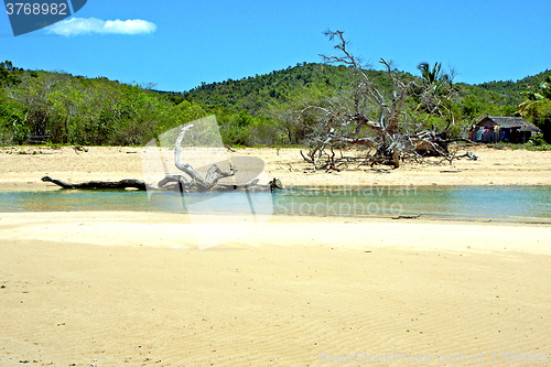 Image of nosy be  beach seaweed in indian ocean  house
