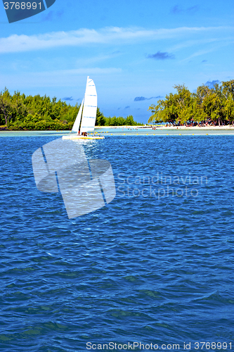 Image of beach ile du cerfs seaweed in indian sail