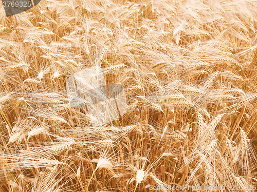 Image of Retro looking Barleycorn field