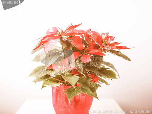 Image of Retro looking Poinsettia